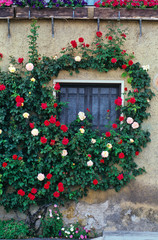 Fototapeta na wymiar A window of an old French building in Provence surrounded by colourful roses