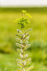 Close up of flower stalk with seeds and young plants at the end of flower stalk with seed pods Wild perennial lupine, Lupinus perennis, native to North America against blurry background