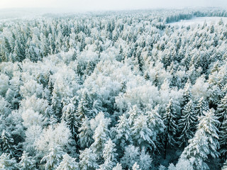 Aerial top view of snow covered winter  forest trees in Finland.