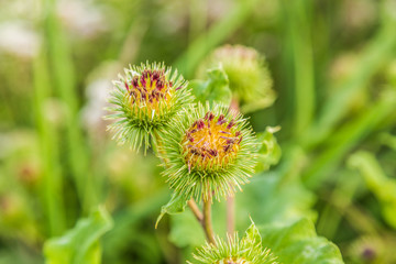Close up of purple budding flower of Big burdock, Arctium lappa, against blurry green background