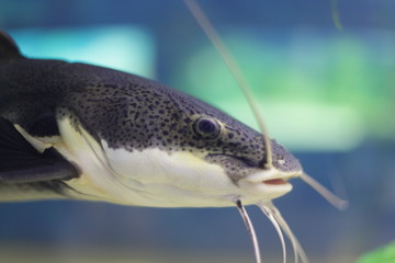 Fish red-tailed catfish with long mustaches swims in the aquarium.