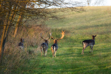 Fallow deer - Dama dama in the forest