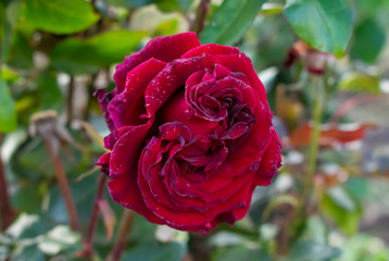 red roses in the summer garden