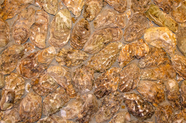 Background of open oyster shells