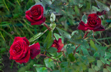 red roses in the summer garden
