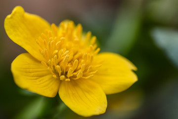 Sumpfdotterblume Caltha palustris