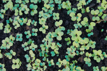 Tiny sprouts of rapeseed canola or colza in the spring in the fields. Young shoots of  mustard...