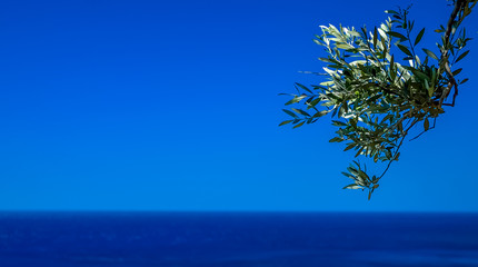 olive branch with leaves in front of the sea