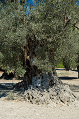 trunk of old olive tree