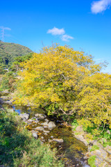 秋の渓流と落葉【福岡県】