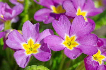 Obraz premium Flowering primrose ordinary (lat. Primula vulgaris) close-up