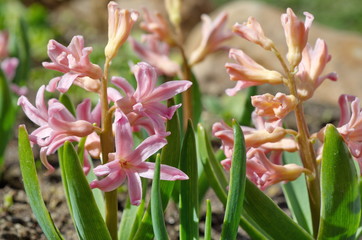flowers in the garden