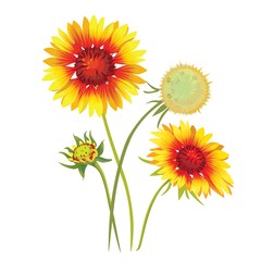 Naklejka premium Gaillardia pulchella flower. Beautiful natural blossom petal. Garden plant bloom. Vector