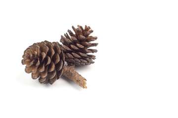 Pine cones isolated on a white background