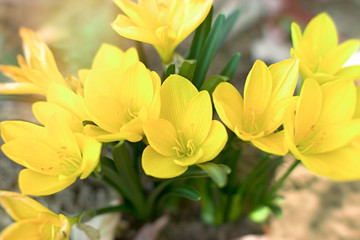 Crocus - saffron, beautiful flower in spring, a sign that spring is coming