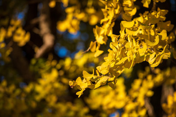 黄金色のイチョウ【福岡県】