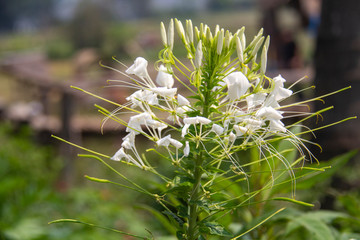 White Spider flower or Cleome hassleriana bloom in a field in the sunlight, make fell relaxation and comfortable