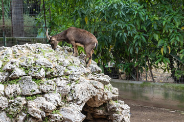 a family View of Mountain Goats in Articifial Mountain in Athens park Zoo