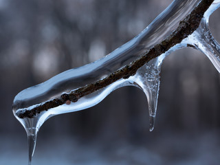 Frozen Branch