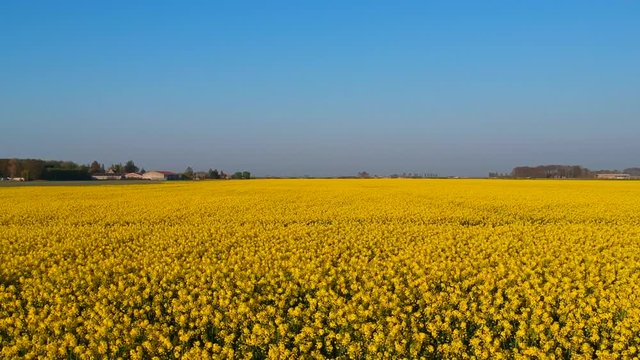 Aerial Drone Shot of rapeseed fields, in north of France. Dunkerque, Europe