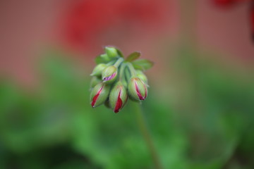 Pąki kwiatów pelargonia © Joanna