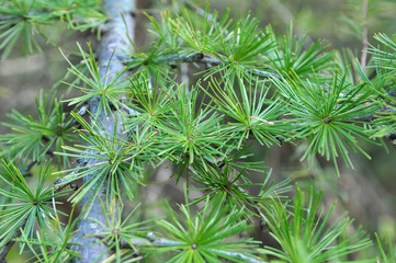 Green branch of larch