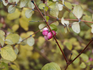 Symphorine de Chenault (Symphoricarpos chenaultii) &agrave; fructification d&eacute;corative en hiver de petites perles roses teint&eacute;es de blanc