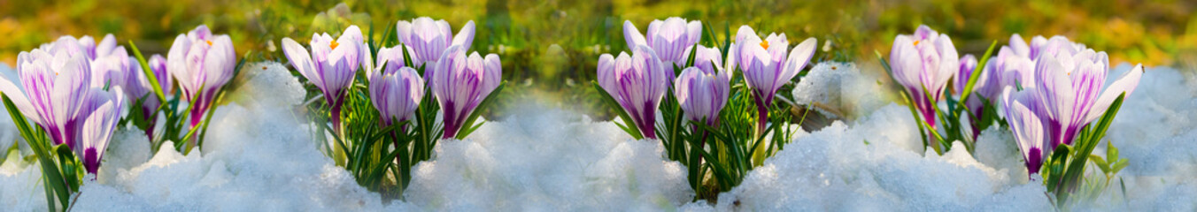 Flowers purple crocus in the snow