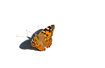 Fototapeta na wymiar Butterfly isolated on a white background. Top view.