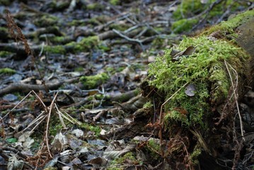 mossed trees in a dark forest