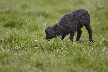 Very young black ouessant lamb in meadow