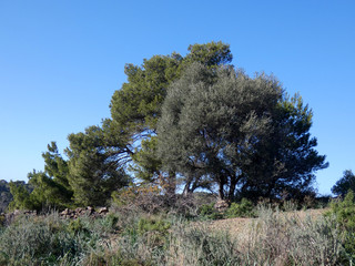 Paesaggio