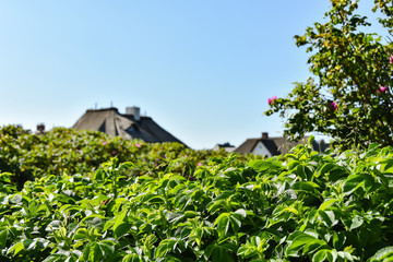 Fototapeta na wymiar Dünenrosen Hecke mit Reetdachhäusern auf der Insel Sylt