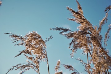 cane inflorescences developing in the wind