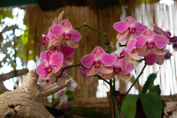 orchids in different colours