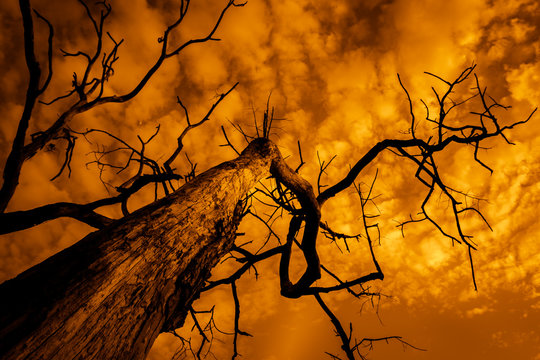 silhouette of dead tree with sky on fire, burnt tree with branches rising to cloudy and dramatic sky, apocalyptic landscape at sunset