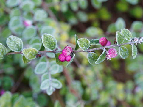 Symphorine de Chenault (Symphoricarpos chenaultii) &agrave; fructification d&eacute;corative en hiver de petites perles roses teint&eacute;es de blanc
