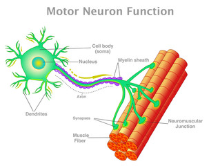Motor neuron function. Transmission of the nerve signal from the neuron to the muscle by neuromuscular junction. Connect the muscle fiber. Simple explanation. White background. Vector illustration