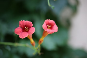Kwiaty Milin amerykański, Campsis radicans, Bignonia radicans
