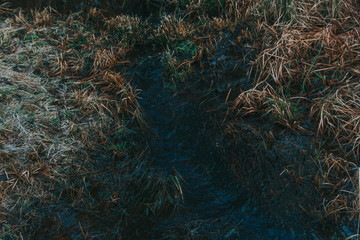 Stream in the forest