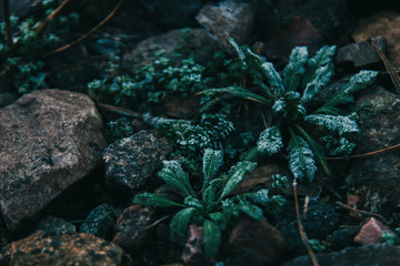 Plants covered with hoarfrost among stones