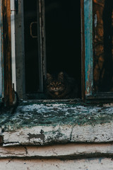 Old cat in old window