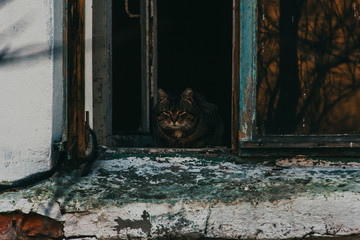 Old cat in old window