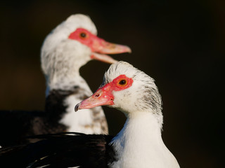 Two muscovy ducks with focus on the duck in the foreground.