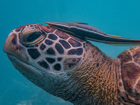 Sharksucker or suckerfish (Echeneis naucrates) attaches itself on top of a green sea turtle's head. Sharksuckers spend their lives clinging to a host animal such as whale, turtle, shark or ray.