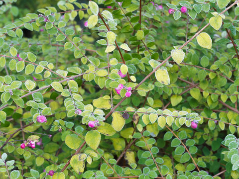 Symphoricarpos chenaultii - Symphorine de Chenault 'Hancock', un arbuste rampant aux rameaux souples couvre-sol &agrave; petites baies roses teint&eacute;es de blanc