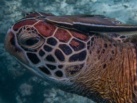 Sharksucker or suckerfish (Echeneis naucrates) attaches itself on top of a green sea turtle's head. Sharksuckers spend their lives clinging to a host animal such as whale, turtle, shark or ray.