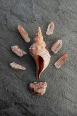 Natural object still life photography.