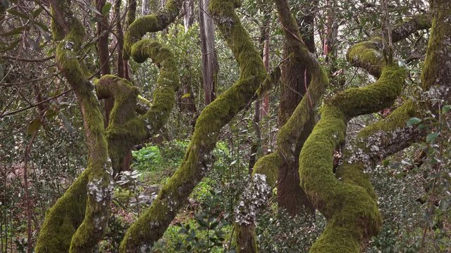 Mysterious forest of Bussaco, Coimbra, Portugal, 4k