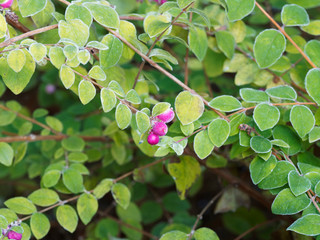 Symphorine de Chenault (Symphoricarpos chenaultii) à végétation tapissante et décorative de...